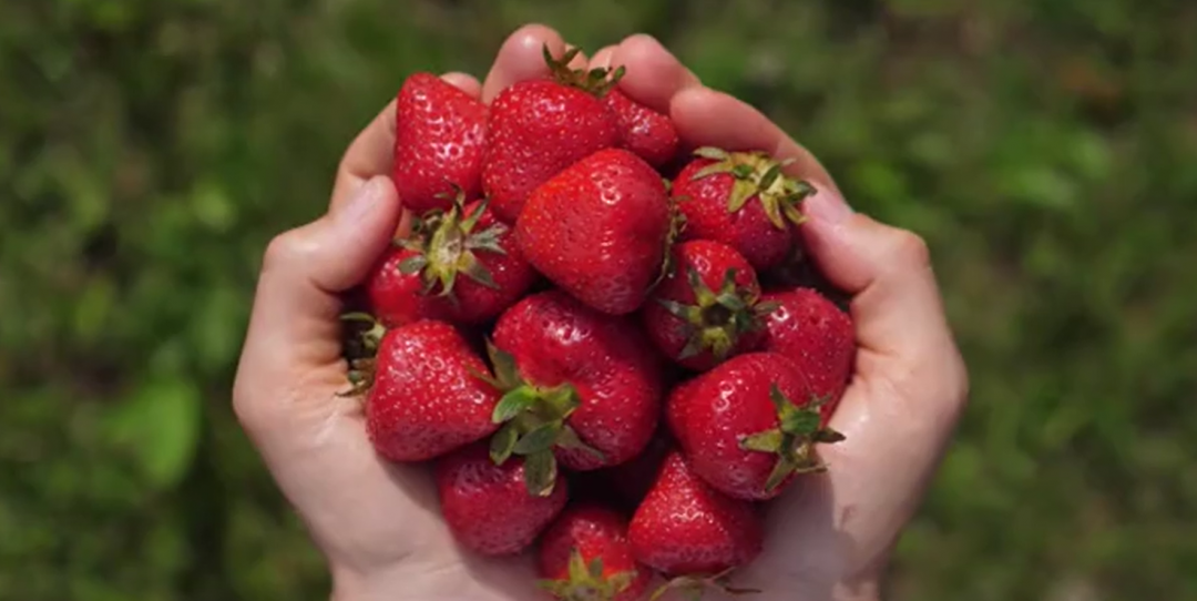 2022地理标志产业发展示范案例——长丰草莓