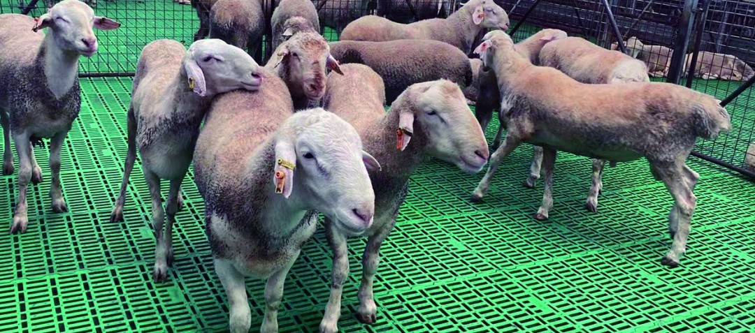 2022地理标志产业发展示范案例——环县羊羔肉
