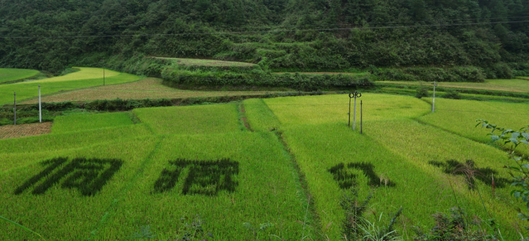 2022地理标志产业发展示范案例——新晃侗藏红米